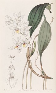 Botanical illustration of orchid species Aganisia pulchella.