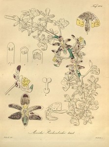 Botanical illustration of aerides odorata from Xenia Orchidacea.