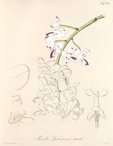 Botanical illustration of Aerides falcata.