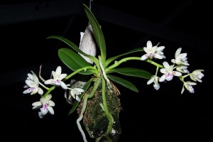 Photograph of orchid species Sedirea japonica mounted on driftwood with moss.