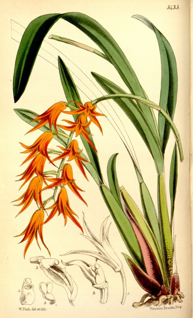 Botanical illustration of Ada aurantiaca featuring bright orange flowers.