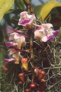 Photo close-up of flowers of Aerides falcatum.