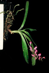 Aerides thibautianum photograph.