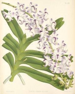 Botanical Illustration of Aerides virens ellisii.