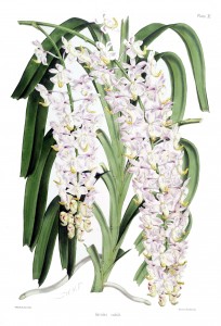 Aerides odorata botanical illustration (originally published in Robert Warner, "Select orchidaceous plants", plate 11