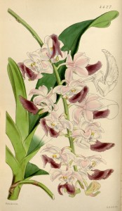 Aerides crispa botanical illustration from Curtis' Botanical Magazine.