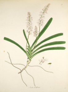 Botanical illustration of Aerides multiflorum orchid species.