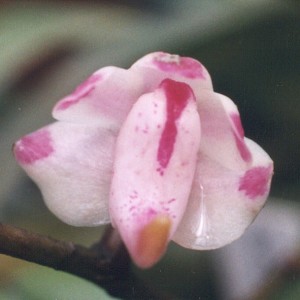 Aerides odorata orchid species flower.