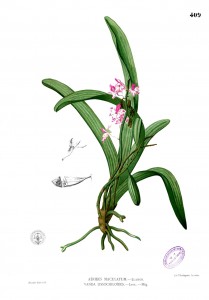 Aerides quinquevulnera botanical illustration.