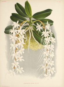 Botanical Illustration of Angraecum ellisii.