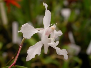 Flower detail of Papilionanthe vandarum orchid species.